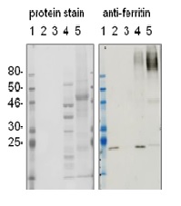 western blot using anti-plant ferritin antibodies